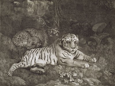 Två Tygers, graverade av konstnären, pub. 1788 (etsning) av George Stubbs
