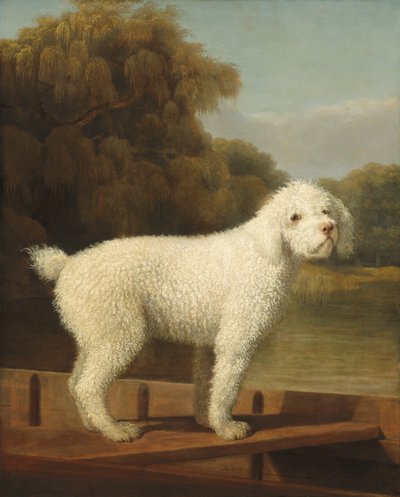 Vit pudel i en Punt av George Stubbs