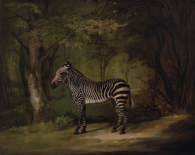 Zebra, utställd 1763. av George Stubbs