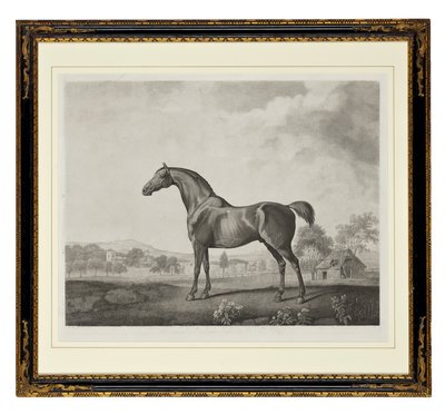 Sweetwilliam (stippgravyr) av George Townley Stubbs