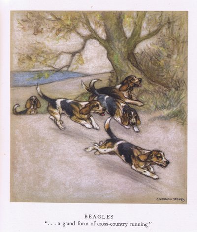 Beagles (färglitografi) av George Vernon Stokes