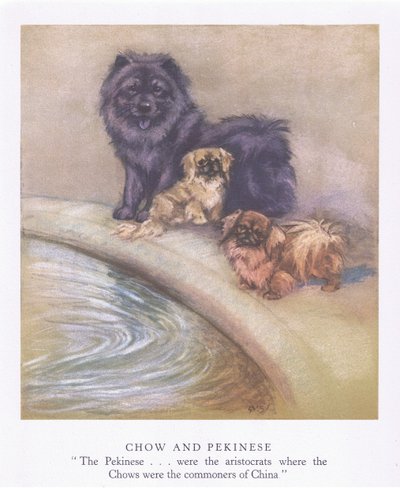 Chow och Pekineser (färglitografi) av George Vernon Stokes