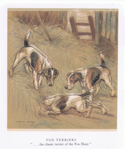Foxterrier (färglitografi) av George Vernon Stokes