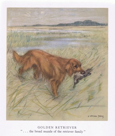 Golden Retriever (färglitografi) av George Vernon Stokes