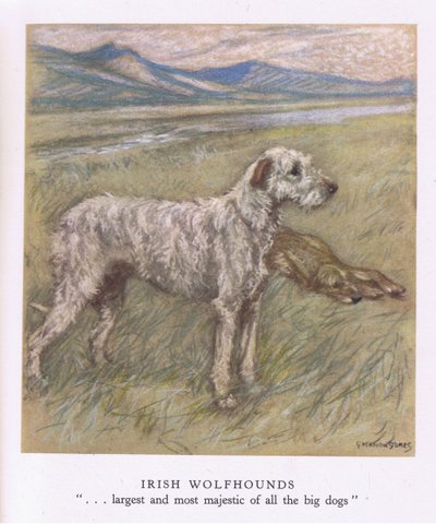 Irländska varghundar (färglitografi) av George Vernon Stokes