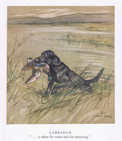 Labrador (färglitografi) av George Vernon Stokes