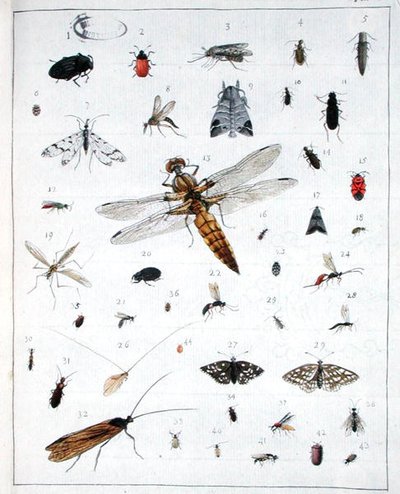 Olika insekter, tallrik III från 