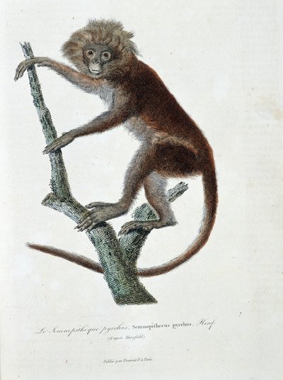 Naturhistorisk skylt: Zoologisk skylt föreställande Semnopitheque pyrrhus; Semnopithecus pyrrhus (från Horsfield) - i "" Completely Works of Buffon" av naturforskaren Georges Louis Leclerc, greve av Buffon (1707 - 1788). Gravyr från 1837. av Georges Louis Leclerc