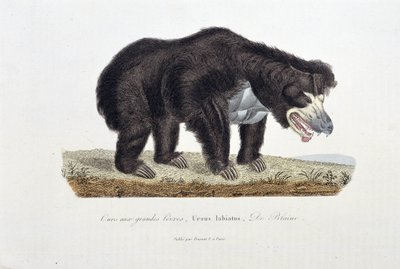 Naturhistorisk skylt: Zoologisk skylt som visar björnen med stora läppar, Ursus labiatus, De Blaini - i "" Completes of Buffon"" av naturforskaren Georges Louis Leclerc, greve av Buffon (1707 - 1788). Gravyr från 1837. av Georges Louis Leclerc