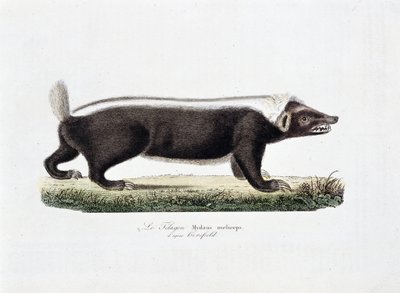 Naturhistorisk skylt: Zoologisk tavla som visar Le Telagon, Mydaus meliceps d