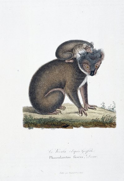 Naturhistorisk skylt: Zoologisk styrelse som representerar Koala (efter Griffith), Phascolarctos Fuscus - i "" Completes of Buffon"" av naturforskaren Georges Louis Leclerc, greve av Buffon (1707 - 1788). Gravyr från 1837. av Georges Louis Leclerc