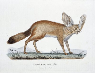 Naturhistorisk skylt: Zoologisk styrelse som representerar Le Fennec, Canis zerda - i "" Completes of Buffon"" av naturforskaren Georges Louis Leclerc, greve av Buffon (1707 - 1788). Gravyr från 1837. av Georges Louis Leclerc