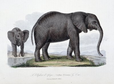 Naturhistorisk skylt: Zoologisk styrelse som representerar den afrikanska elefanten; Elephas Africanus - i "" Completes of Buffon"" av naturforskaren Georges Louis Leclerc, greve av Buffon (1707 - 1788). Gravyr från 1837. av Georges Louis Leclerc