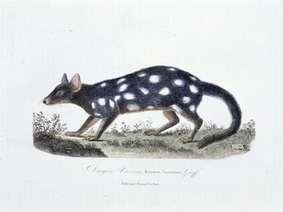 Naturhistorisk skylt: Zoologisk styrelse som representerar Dasyure Viverrin, Dasyurus Viverrinus - i "" Completely Works of Buffon"" av naturforskaren Georges Louis Leclerc, greve av Buffon (1707 - 1788). Gravyr från 1837. av Georges Louis Leclerc