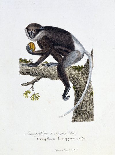Naturhistorisk skylt: Zoologisk styrelse som representerar White Rump Semnopitheque, Semnopithecus Leucoprymnus, Otto - i "" Completes of Buffon"" av naturforskaren Georges Louis Leclerc, greve av Buffon (1707 - 1788). Gravyr från 1837. av Georges Louis Leclerc