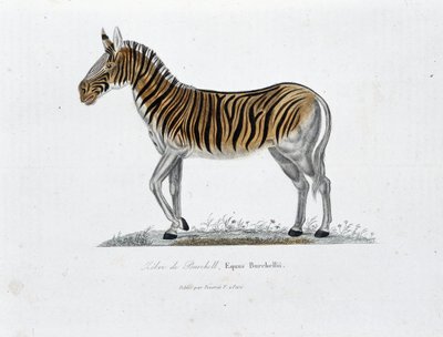 Naturhistorisk skylt: Zoologisk tavla som representerar Zebre of Burchell, Equus Burchellii - i "" Completely Works of Buffon"" av naturforskaren Georges Louis Leclerc, greve av Buffon (1707 - 1788). Gravyr från 1837. av Georges Louis Leclerc
