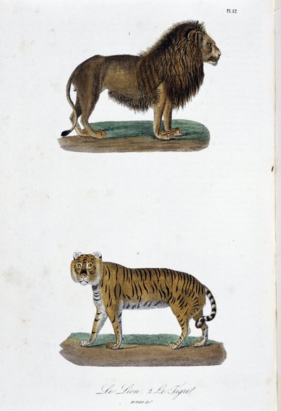 Natural History Plate: Zoologisk tavla som representerar lejonet och tigern - i "" Completes of Buffon"" av naturforskaren Georges Louis Leclerc, greve av Buffon (1707 - 1788). Gravyr från 1837. av Georges Louis Leclerc
