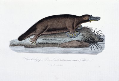 Naturhistorisk skylt: Zoologisk tavla som representerar ornithorync Paradoxal (Ornithorhynchus Paradoxux), Blumenb - i "" Works of Buffon" av naturforskaren Georges Louis Leclerc, greve av Buffon (1707 - 1788). Gravyr från 1837. av Georges Louis Leclerc