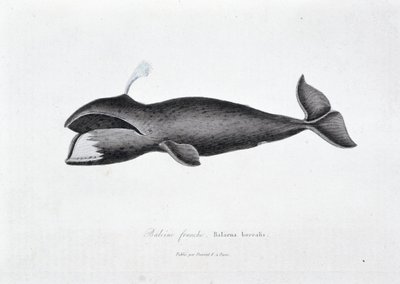 Naturhistorisk skylt: Zoologisk tavla som representerar högervalen, Balaena borealis - i "" Works of Buffon"" av naturforskaren Georges Louis Leclerc, greve av Buffon (1707 - 1788). Gravyr från 1837. av Georges Louis Leclerc