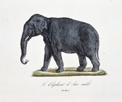 Naturhistorisk skylt: Zoologiskt diagram som visar L