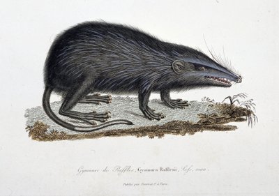 Naturhistorisk skylt: Zoologiskt diagram som visar The Gymnure of Raffles, Gymnura Rafflesii, Lefs, man - i "" Completes of Buffon"" av naturforskaren Georges Louis Leclerc, greve av Buffon (1707 - 1788). Gravyr från 1837. av Georges Louis Leclerc