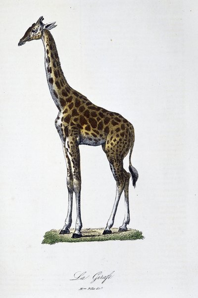 Natural History Plate: Zoologiskt diagram som representerar giraffen - i "" Completes of Buffon"" av naturforskaren Georges Louis Leclerc, greve av Buffon (1707 - 1788). Gravyr från 1837. av Georges Louis Leclerc