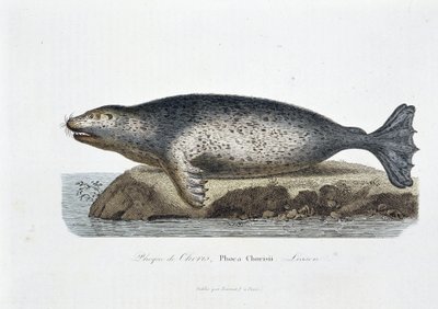 Naturhistorisk tavla: Zoologisk tavla som visar sigillen av Choris, Phoca Chorisii, Lektion - i "" Works of Buffon"" av naturforskaren Georges Louis Leclerc, greve av Buffon (1707 - 1788). Gravyr från 1837. av Georges Louis Leclerc