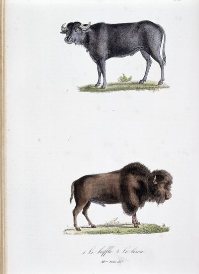 Naturhistorisk styrelse: Zoologisk styrelse som representerar 1. Buffalo och två. Le bison - i "" Works complete of Buffon"" av naturforskaren Georges Louis Leclerc, greve av Buffon (1707 - 1788). Gravyr från 1837. av Georges Louis Leclerc