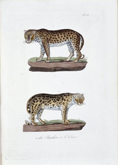 Naturhistorisk styrelse: Zoologisk styrelse som representerar 1. The Panghere och 2. L