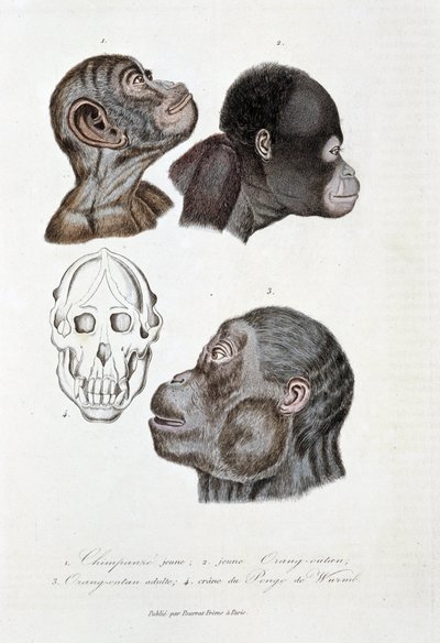 Naturhistorisk styrelse: Zoologisk styrelse som representerar 1. Ung schimpans; 2. ung Orangoutan (orang-utang, orangoutang, orang-utang); 3. Orang ut en vuxen; 4. Crane du Pongo de Wurmb - i "" Complete Works of Buffon"" av naturforskaren Georges Louis Le av Georges Louis Leclerc