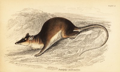 Brun fyrögd opossum, Metachirus nudicaudatus. ,1841 (gravyr) av Georges Robert Waterhouse