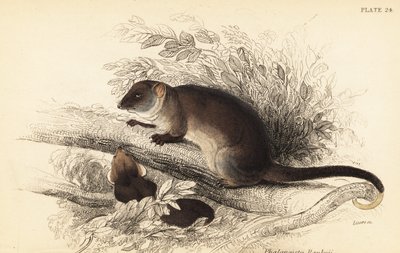 Jag kan se den vanliga ringstjärten, Pseudocheirus peregrinus. ,1841 (gravyr) av Georges Robert Waterhouse