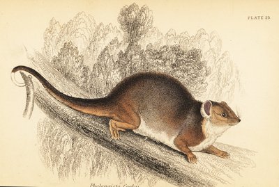 Jag kan se den vanliga ringstjärten, Pseudocheirus peregrinus. , 1841 (gravyr) av Georges Robert Waterhouse