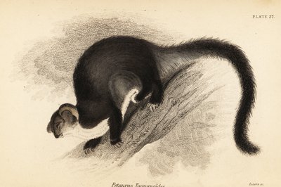 Större segelflygplan, Petauroides volans. ,1841 (gravyr) av Georges Robert Waterhouse