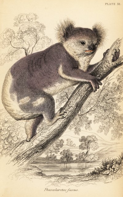 Koala, Phascolarctos cinereus., 1841 (gravyr) av Georges Robert Waterhouse