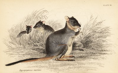 Långfotad potoro, Potorous longipes. Vulnerable., 1841 (gravyr) av Georges Robert Waterhouse