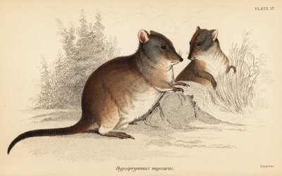 Långnosig potoro, Potorous tridactylus tridactylus., 1841 (gravyr) av Georges Robert Waterhouse