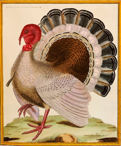 Ett Turkiet, från "Histoire Nouvelles des Oiseaux", 1771-86 av Georges de Buffon