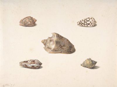 Fem skal, n.d.. av Georgius Jacobus Johannes van Os