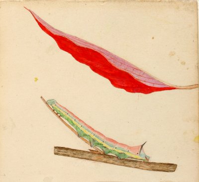 "Mirror-Back" Caterpillar, studie för boken "Concealing Coloration in the Animal Kingdom" (dold färg i djurriket) av Gerald H. Thayer