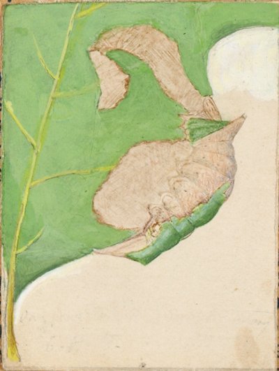 Oak Leaf Edge Caterpillar, studie för boken Concealing Coloration in the Animal Kingdom (dolda färger i djurriket) av Gerald H. Thayer
