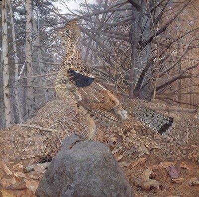 Ruffhane i skogen, 1907-08 av Gerald Thayer