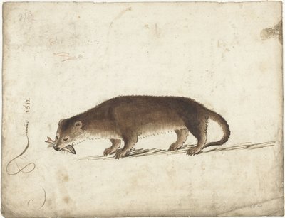 Utter med en fisk i munnen av Gerard ter Borch (I)