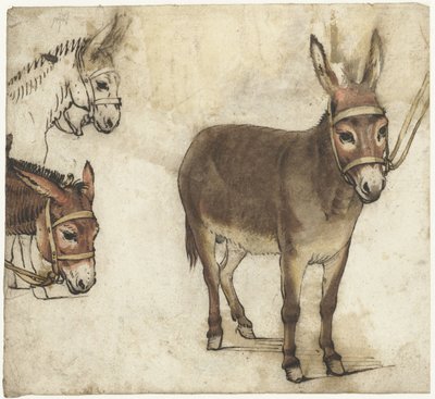Studieblad med åsnor av Gerard ter Borch (I)