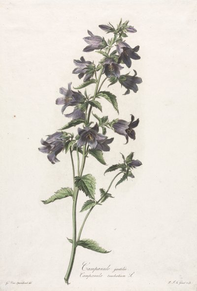 Blommor hämtade från naturen: Bellflower, ca. 1800. av Gerard van Spaendonck