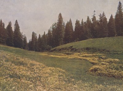 Äng på Feldberg, Schwarzwald, Tyskland (färgfoto) av German Photographer