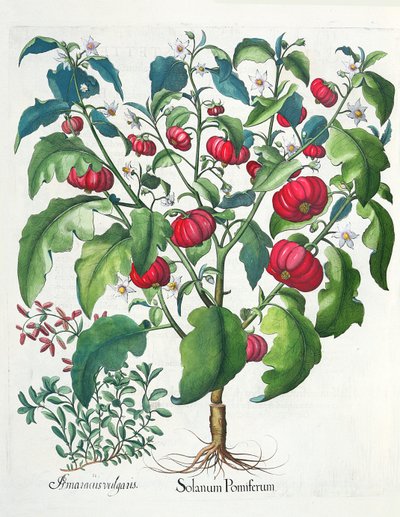1. Solanum frukt 2. Amaracus vulgaris, från Hortus Eystettensis av Basil Besler (1561-1629), pub. 1613 av German School