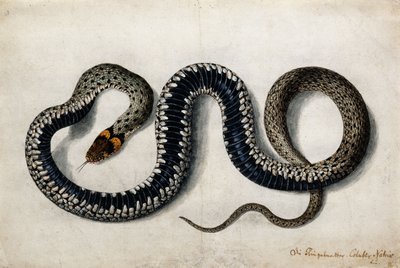 En gräsorm, ca 1675-1700 av German School
