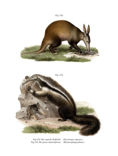 Aardvark, 1860 av German School