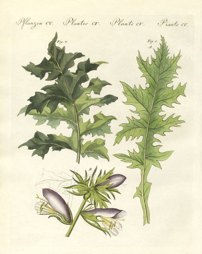 Acanthusväxter (färgad gravyr) av German School